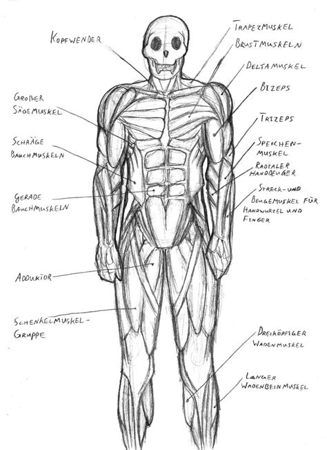 Diagram Of Human Muscles System Human Muscular System Diagram Muscle