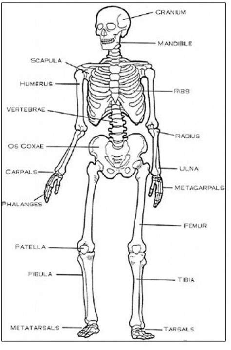 The bones provide a structural framework and protection to the soft organs. Skeletal System Worksheet | Homeschooldressage.com
