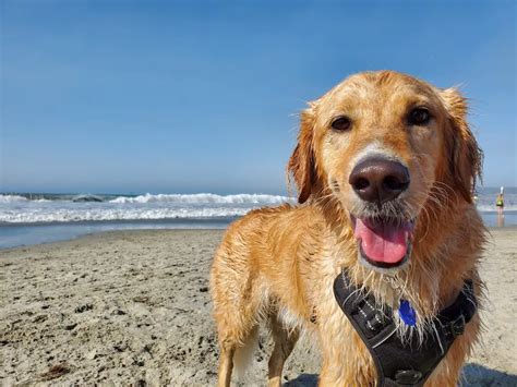 The Best Dog Friendly Beaches In New Brunswick Tinb