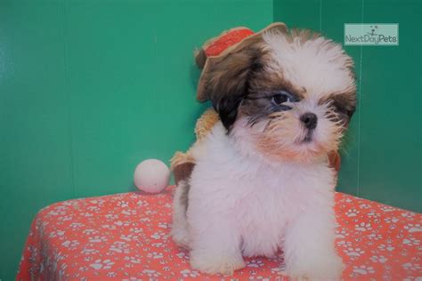 But the following coat colors also do exist. Riot: Shih Tzu puppy for sale near North Jersey, New Jersey. | 0b674ac0-98e1