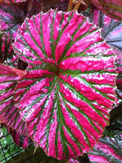17 Best Images About Begonias On Pinterest Pewter