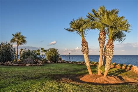 How To Landscape With Palm Trees In Orlando Lawnstarter