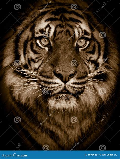 Tiger Portrait Stock Photo Image Of Hair Beautiful 15936284