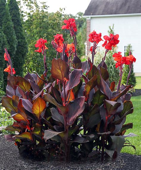 Giant Canna Lily Russian Red Leaf Musifolia Etsy Uk