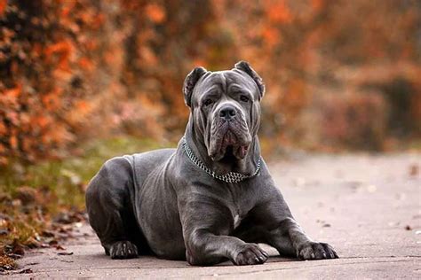 Cane Corso Information And Dog Breed Facts Pets Feed