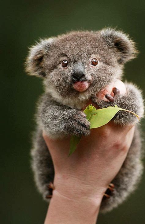 Pin By Leah Rosson On Aww Baby Koala Animals Cute Baby Animals
