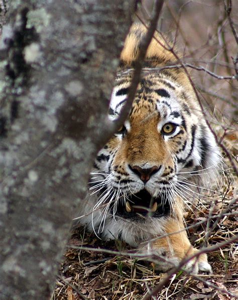 Siberian Tiger Saviors Meet The Team Helping Tigers Claw Back Blog Nature Pbs