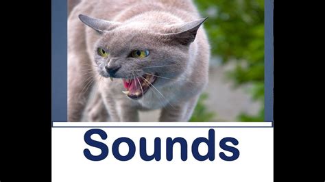 Cat Hissing Sound Effects All Sounds Youtube