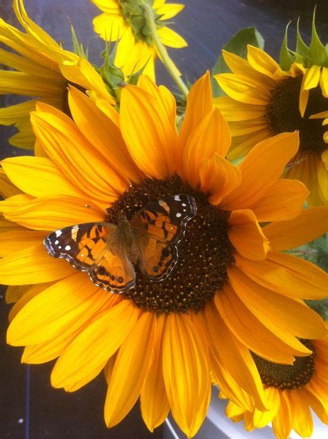 Sunflowers And Butterfly Sunflowers And Daisies Sunflower Art