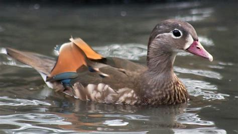 How Does A Duck Change Its Sex Bbc News