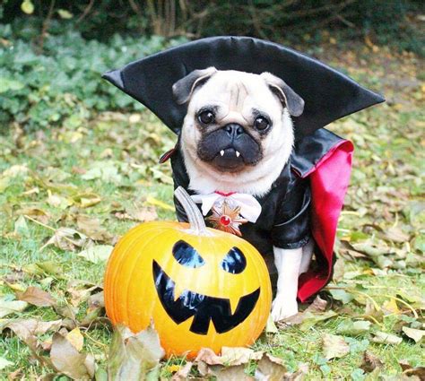 Pug Halloween Costumes Pet Costumes Pet Halloween Costumes