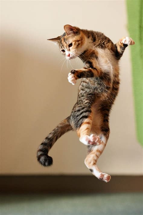 Dancing In Mid Air Dancing Cat Jumping Cat Cute Cats