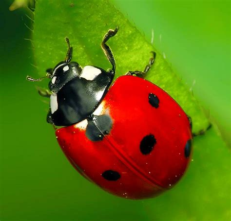 difference between ladybug and asian beetle pediaa