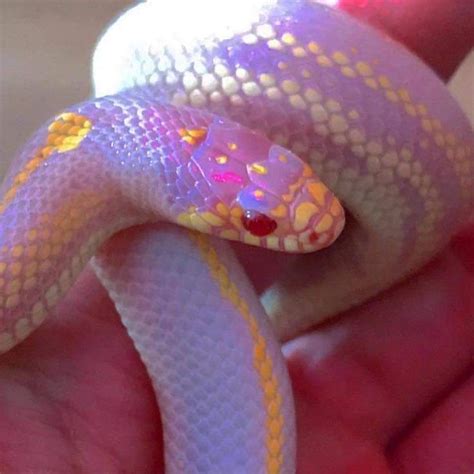 Drew On Instagram Snek Pastel Paleaesthetic Snake Pretty Snakes