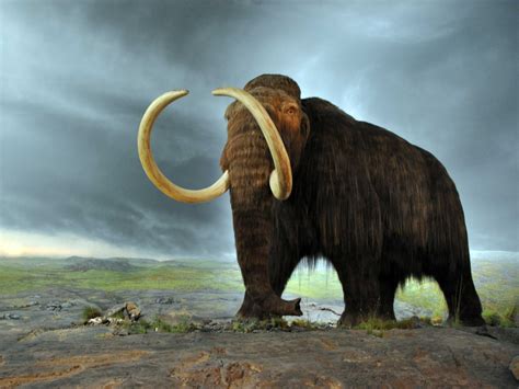 Woolly Mammoth Autopsy And Cloning Business Insider