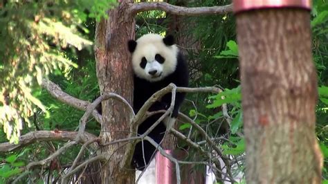 Giant Panda Trio Departs Dc For China Video Dailymotion