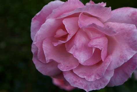 Rose Pinke Blume Kostenloses Foto Auf Pixabay Pixabay