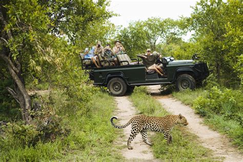 What Is A Safari Wildlife Safari In Africa Budget Safaris