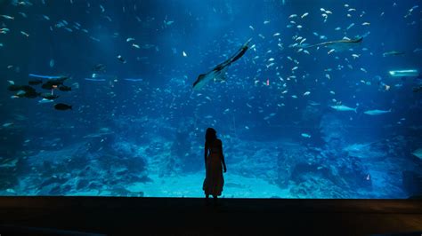 Sea Aquarium Sentosa