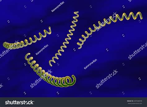 Microscopic Illustration Treponema Pallidum Bacterium Which Stock