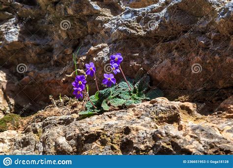 Mountain Violet In A Rocky Crevice Stock Image Image Of Stone Flower