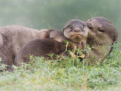 Die Lustigsten Fotos Comedy Wildlife Photography Awards Finalisten