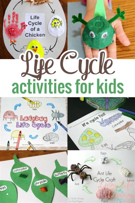Life Cycle Activities For Kids