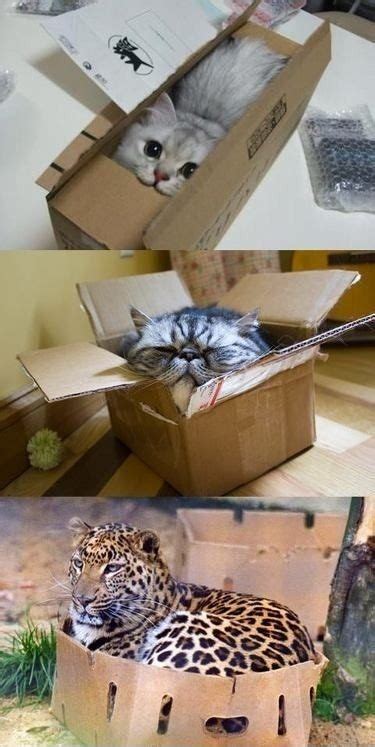I Like Boxes And I Cannot Lie 》 Cute Cats Cat Box Cats