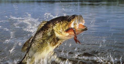 How To Catch Largemouth Bass Trusty Fisherman