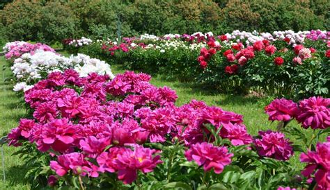Growing Peonies How To Plant And Grow The Peony Flower