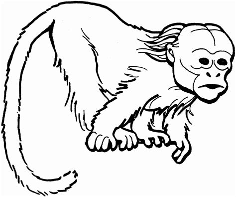 Gambar Monyet Untuk Mewarnai Materi Belajar Online