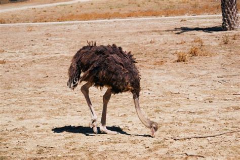 What Do Ostriches Eat Diet And Facts Bird Nature