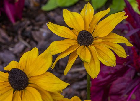 Black Eyed Susan Sunflowers Free Stock Photo Public Domain Pictures