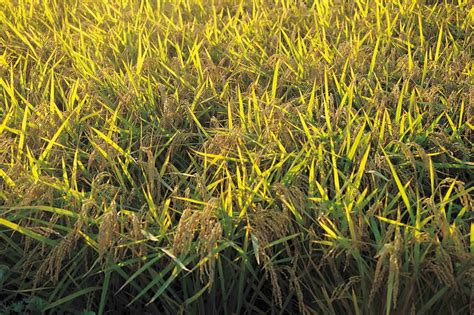 What Makes St Augustine Grass Turn Yellow Storables