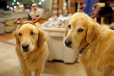 These 14 Dogs Are Pumped About The Holidays The Dog People By