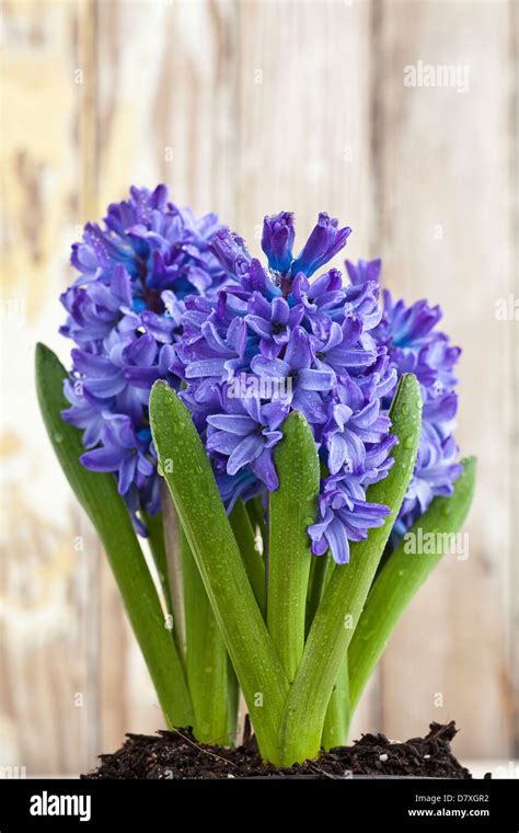 Portrait Shot Of Blue And Purple Hyacinth Flowers In A White Pot