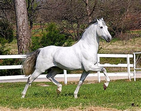 Andalusian Horses Free Hd Wallpapers
