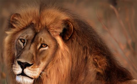 Animals Wallpapers King Of The Jungle African Lion Hd Wallpapers