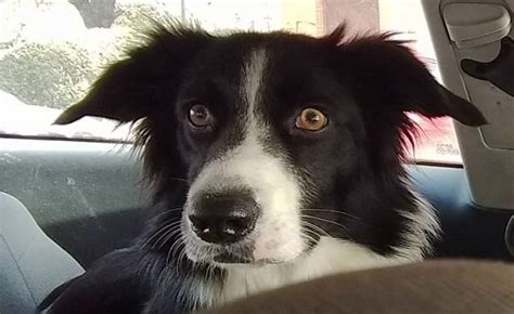 19 Reasons Why You Should Never Own Border Collies Page 2 The Paws
