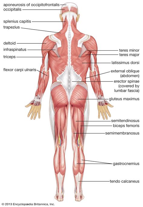 Diagram Of Muscles In Body Anatomy Of Male Muscular System Posterior