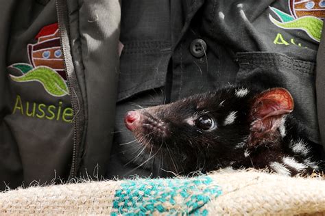Baby Boom For Endangered Eastern Quolls Australian Geographic