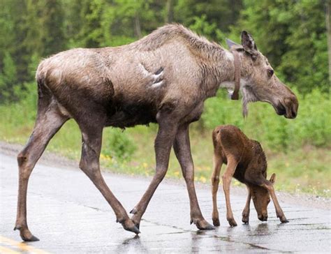 Moose Surveys Us National Park Service