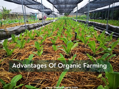 Advantages Of Organic Farming The Farmpure