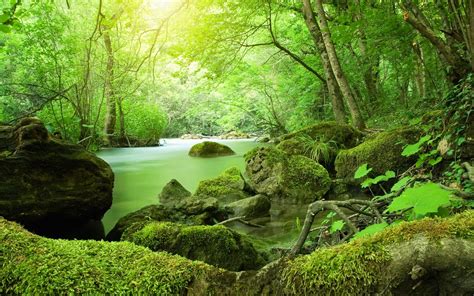 A River Running Through A Lush Green Forest Filled With Rocks And Moss