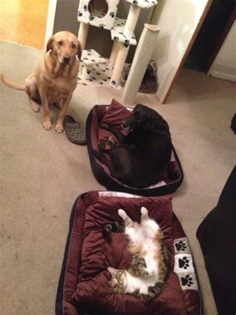 23 Cats That Are Super Proud Of Themselves For Stealing A Dogs Bed