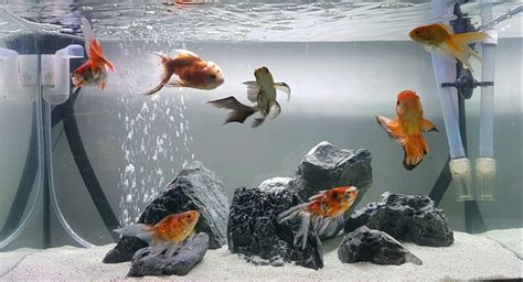 My Goldfish Wonderland Goldfish Tank Cool Fish Tank Decorations