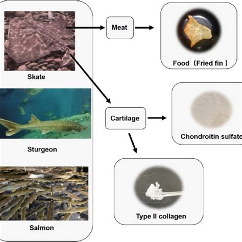Images Of Fish And The Representative Cartilaginous Products Produced