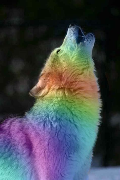 Rainbow Wolf Rainbow Wolf By Bluemoongem On Deviantart Wolf Photos