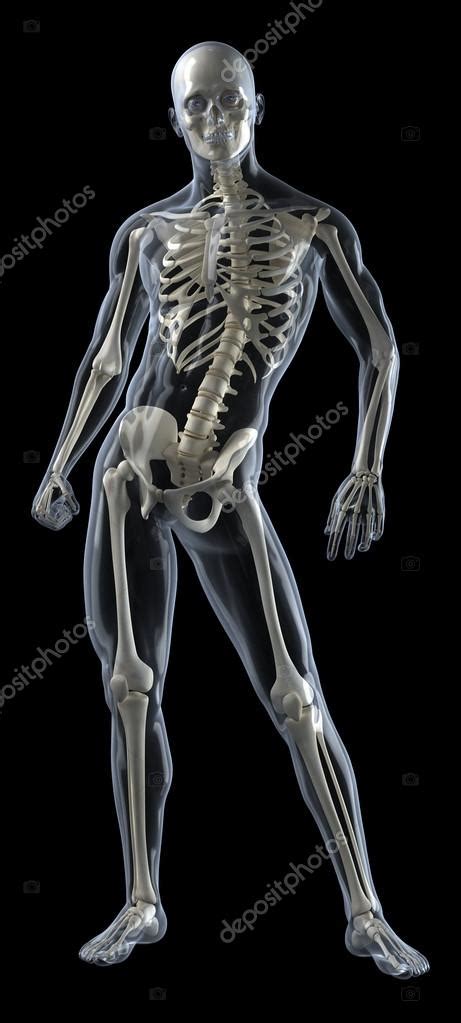 Full Human Body Medical Scan Stock Photo By ©cliparea 13280460