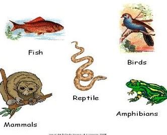 Berikut saya akan menjelaskan pengertian kolom yang mungkin bagi sebagian orang tidak mengetahui arti sebenarnya itu apa. Pengertian Dan Contoh Reptilia, Aves, dan Mammalia Lengkap Dengan Gambar - Pelajaran Sekolah Online